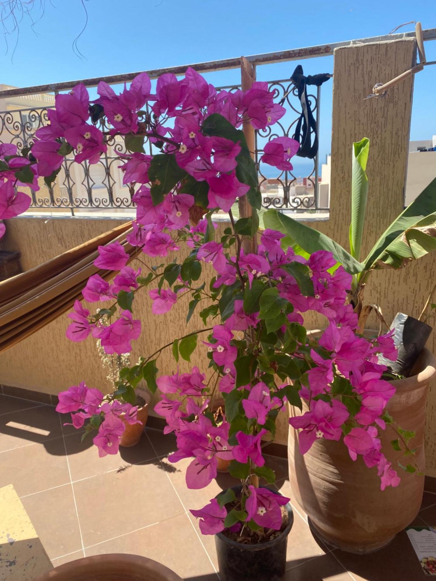 Fleur De Cactus, Guesthouse, Tamraght Екстер'єр фото